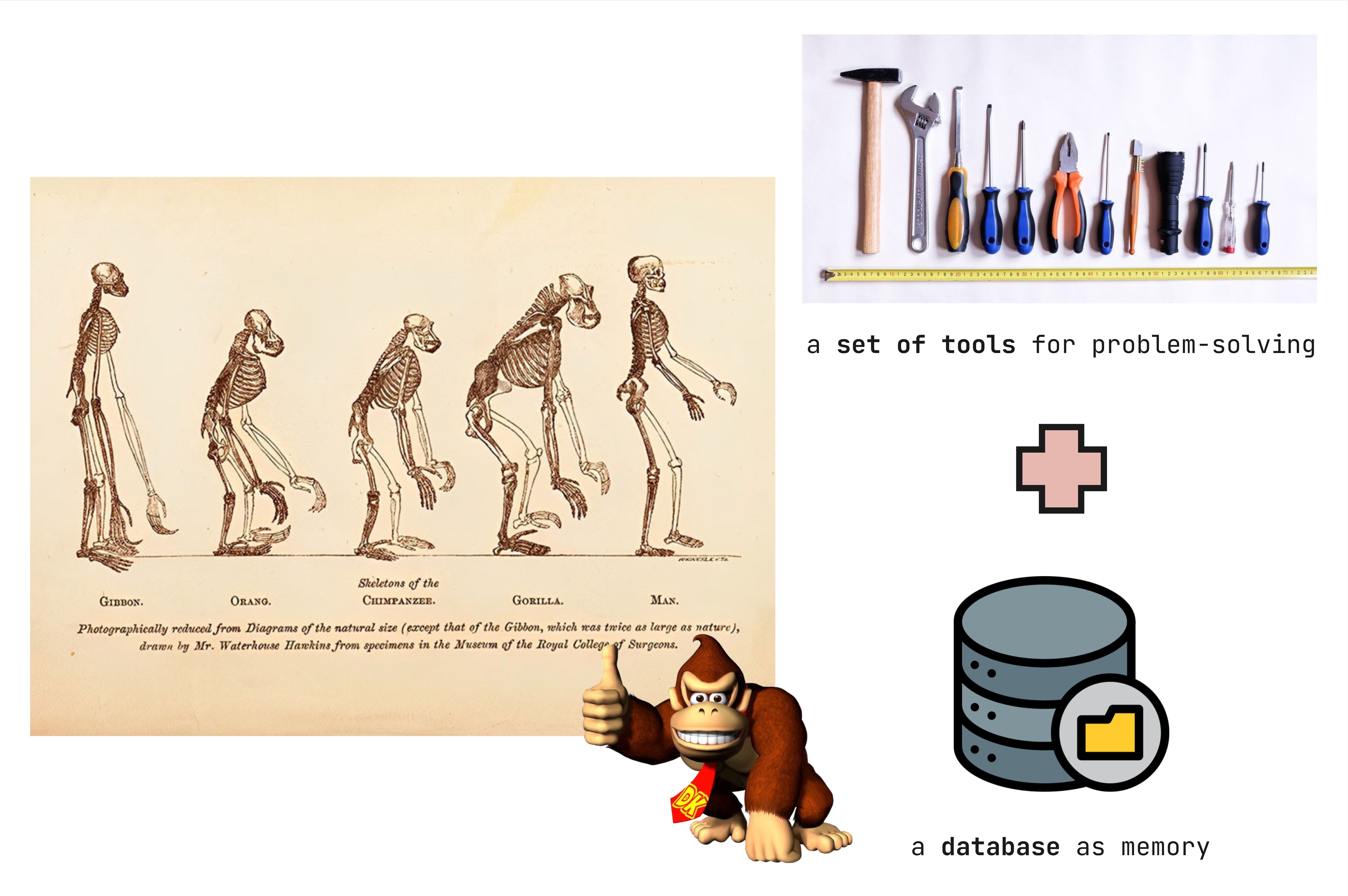 The evolutionary perspective evolution